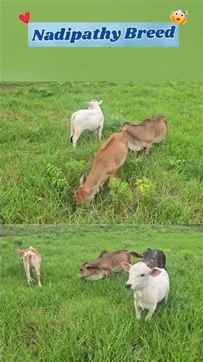 Small Size. Endless Joy! ✨ #tinycow #nadipathybreed #rurallife #indiancattle #viralreels #pets