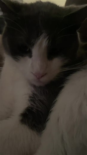 b1gbellybug (@b1gbellybug)’s videos with original sound - levonconspracy