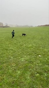 🐾Bear.. | King Arthur boxing