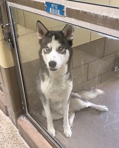 3K views · 92 reactions | RESCUED NOW STATUS RED! URGENT!!! Status:...