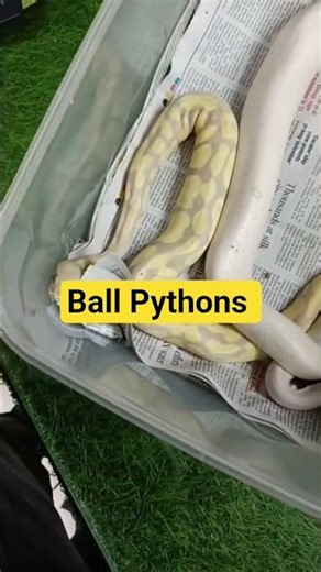 Ball pythons as pets 🐍