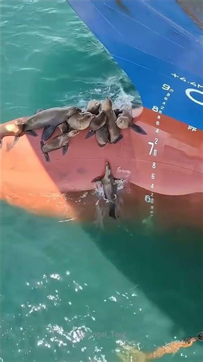 Why is the seal sitting on the ship's rudder? #shorts #seal #facts #ocean