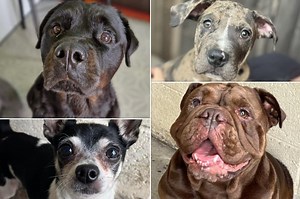 Meet 16 of the sweetest shelter dogs that are ready to meet their forever family