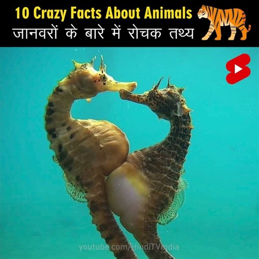 Crazy Facts About Animals 🐸🦘 | Amazing Facts about Animals | Mind Blowing Facts in Hindi #Shorts