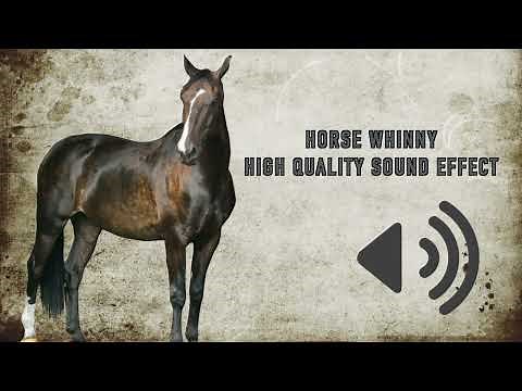 Horse Whinny Sound Effects - High Quality