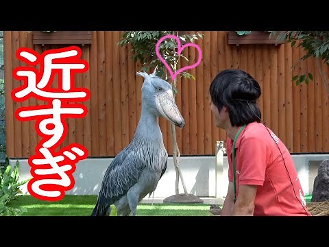 Shoebill Futaba gets too close to her beloved zookeeper! [A little bit of Futaba from the past] S...
