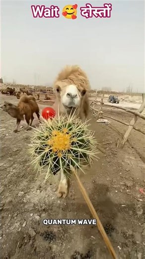 यह जानवर क्या क्या खा सकता है भाई #facts #funny #comedy #animals #science #youtubeshorts #trending #