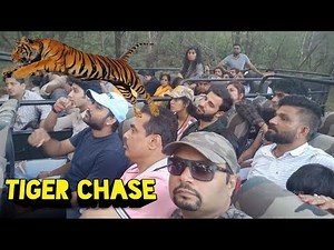TIGER CHASE | Tiger Chasing At Ranthambore National Park | Ranthambore Tiger Reserve | Canter Safari