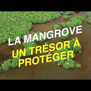 La mangrove, un trésor de biodiversité à préserver