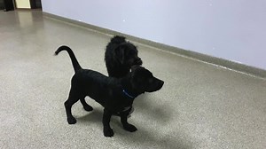 **BOTH ADOPTED** 🐾🐾 Puppies! 🐾🐾 Ace and Ashton are both sweet Labrador Retriever/Pointer mixes who just arrived to us from Texas! These playful 3 month-old boys are looking for their forever homes. The will be joining us tomorrow at our Kitten and Puppy Shower at the Nisswa Chamber of Commerce! | The Babinski Foundation