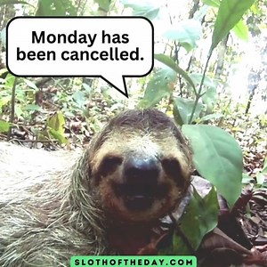 Sloths are slow for a reason. Their leisurely pace is not a flaw but a fantastic feature woven into the survival strategy that serves them. --- Read Our Post Sloths Are Slow For A Reason Nature’s Laid-back Genius https://slothoftheday.com/sloths-are-slow-for-a-reason-natures-laid-back-genius/ Follow us @ Sloth of The Day Visit Us On The Web --- Slothoftheday.com -- LeoGarciaBooks.com - HardcoreCoffeeDrinker.com CarLoverTips.com . . . . . . . . . #slothlove #slothoftheday #slothsrule #slothtime #