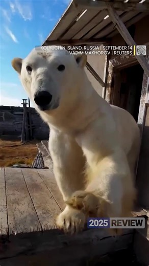 Year in Review: 2025's amazing videos that made us say 'wow!' Take a look back at the most incredible, bizarre, and beautiful moments captured on camera in 2025, from extreme weather phenomena and surprising animal encounters to hilarious mishaps and breathtaking human feats. | The Weather Network