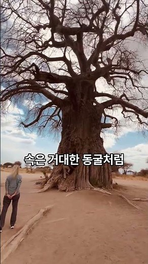 People live inside giant trees? The hidden secrets of the baobab tree.