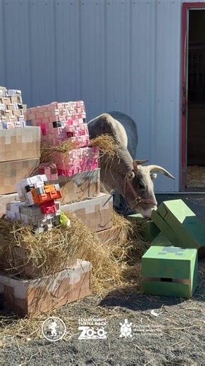 1.8K views · 19 reactions |  Want to help make Essex County Turtle...