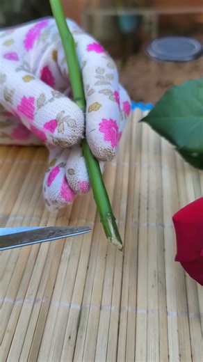 Me contó un JARDINERO como Multiplicar ROSAS con éxito #rosas #propagación