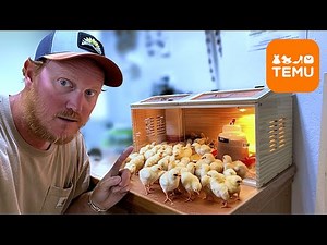 Temu’s Cheapest Chick Brooder! | Build And Review