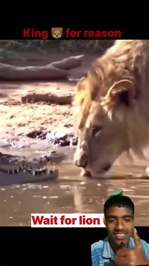 #lion #animals #powarfulvideo