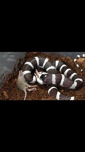 California king snake eats five rats | Insect Forest