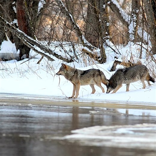 Wolves once roamed nearly every corner of North America, but by the mid-1900s, they were nearly eradicated through hunting and habitat loss. As we celebrate "National Wolf Awareness Week," we reflect on the power of the Endangered Species Act (ESA) and how it has helped protect wolves by giving them a chance to recover and restore balance to the landscapes they shape. Today, wolves still face political and legislative attacks that threaten decades of recovery progress. Science and public support