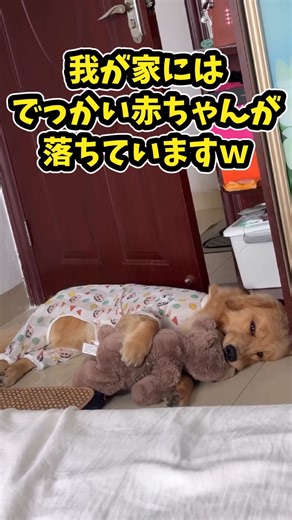 5 Golden Retriever Videos to Laugh and Heal for Everyone Tired from Work lol #GoldenRetriever #Fu...