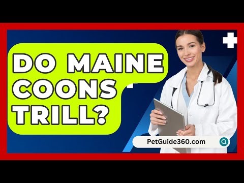Do Maine Coons Trill? - PetGuide360.com