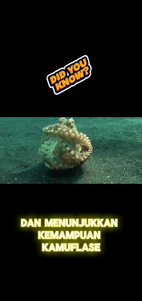 Tau gak guys makhluk bertangan banyak ini sangat cerdas lo#hewan #cerdas #hewan #science