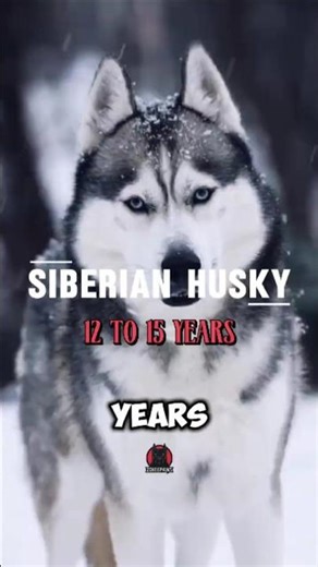 TOP 10 Strongest Dogs and Their Lifespan #StrongestDogs #Top10Dogs #shorts