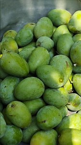 My Mango Tree is Loaded! 🥭 Backyard Green Mango Harvest #mango #harvest