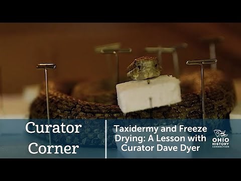 Taxidermy and Freeze Drying: A Lesson with Curator Dave Dyer