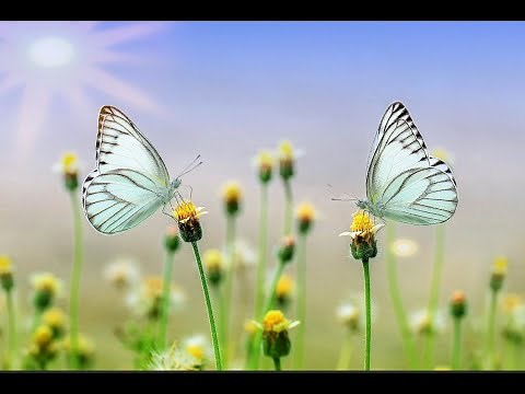 3 óra nyugtató tavaszi zongora zene 🎵stresszoldás, alvászavar, relax zene