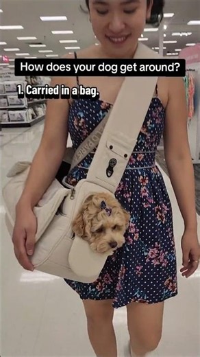 Best Dog Sling Bag, Dog Stroller and Dog Shoes