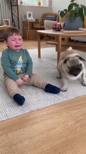 A 3–4-year-old boy is crying, so the pug is running around to make him stop crying and smile. #pug #puglife #puglove #pugs #dog #pugstagram #pugpuppy #pugworld #puglover #pugoftheday #pugnation #dogs #puppy #puglovers #mops #pugsnotdrugs #doglover #pugmania #pet #love #cute #blackpug #pugloversclub #pugdog #instadog #dogstagram #dogoftheday | Pug Worlds Mafia