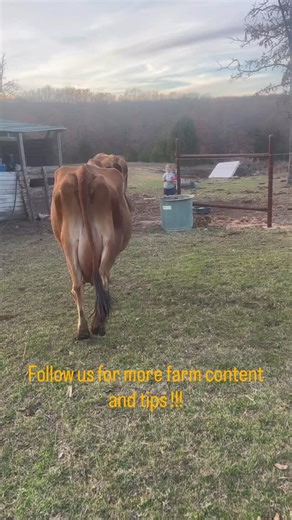 Letting the girls out after milking! Setting Fancy free! #radsfarm #fancy #grace #dairycows #farmfriends | RAD'S FARM