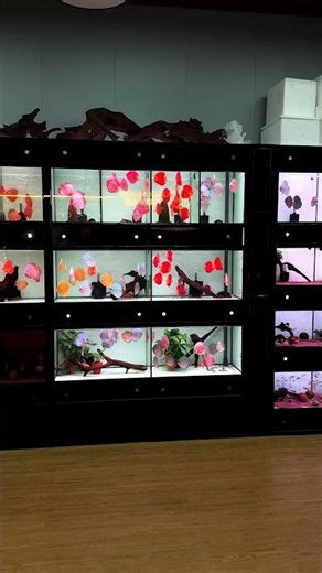 Exploring a Discus Fish Facility at a Tropical Fish Market