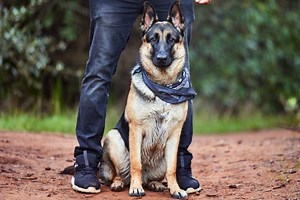 Giant Guard Dog Breeds | LoveToKnow Pets