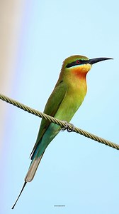 Blue-tailed bee-eater | 𝐍𝐚𝐭𝐮𝐫𝐞 𝐏𝐡𝐨𝐭𝐨𝐬 𝐁𝐨𝐨𝐤