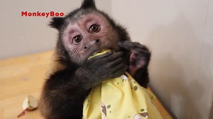 7.2K views · 1.3K reactions | Capuchin MonkeyBoo eats a tasty apple and even makes his own special apple juice! MonkeyBoo just beingMonkeyBoo and monkeying around! MonkeyBoo you are the GOAT | MonkeyBoo | Facebook