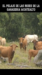 EL PELAJE DE LAS RESES DE LA GANADERIA MONTEALTO | Nuestro Campo Bravo - Toros en Directo - Toros en Vivo Hoy - Toros Para Todos - Documentales Taurinos - Toros De Lidia en el Campo - Toros de Miura en el Campo - Toros Bravos en el Campo - Tauromaquia en España - Toros en España - Toros en Mexico - Toros en Peru - Toros en Colombia - Toros en Francia - Toros en Ecuador - Toros en Venezuela #Toros #TorosTV #Documental #TorosBravos #TorosEnElCampo #TorosDeLidia | Arte Taurino TV