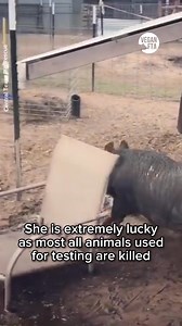 26K views · 2.3K reactions | Zoey was rescued from a testing lab in...