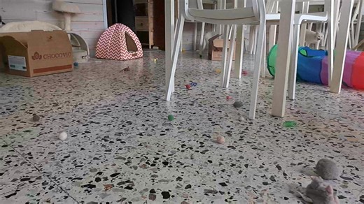 Quand on déplace un meuble et qu'on découvre un trésor d'une trentaine de jouets perdus😊 | Le Henri Cat