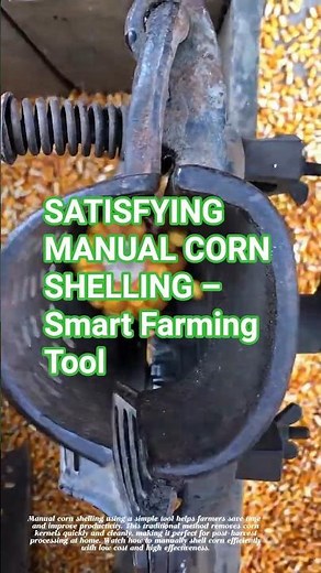 SATISFYING MANUAL CORN SHELLING – Smart Farming Tool #satisfying #farmingtips #gardeningtips