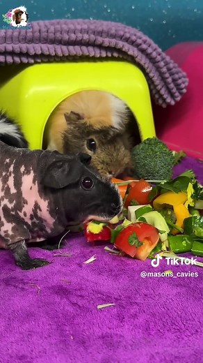 What Do Guinea Pigs Eat? Essential Feeding Guide