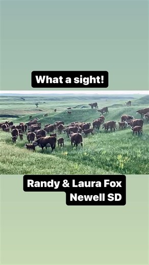 What a gorgeous sight, and what an incredible set of Commercial Hereford pairs. Thanks for using Van Newkirk bulls- Randy and Laura Fox Newell SD. They raise some of the best Commercial Herefords in the country. Randy and Laura sell a set of very elite bred hereford heifers every year. Randy Fox 605) 641-6943 | Van Newkirk Herefords
