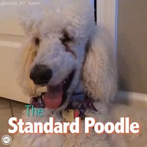 Exceptionally smart, active and a superstar in obedience training. Meet our "Breed of the Day," the Poodle! Videos via: instagram.com/scarlett_the_starlett/ | American Kennel Club