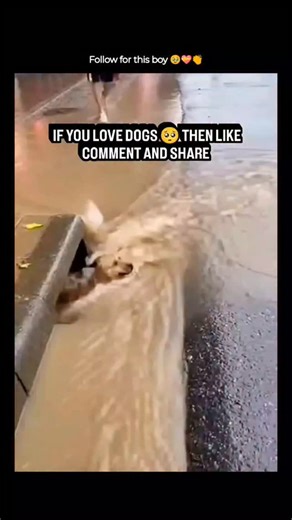 Creative Zack | This viral video depicts a young boy in a blue shirt pulling a small dog from a muddy gutter during heavy rain, overlaid with calls to... | Instagram