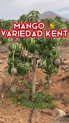 Mango Variedad Kent en Perú: Cultivo y Producción