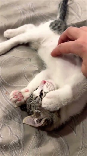 ⭐ When a cat REALLY enjoys being petted…#cat #我爱猫 #cute #animals #katzenliebhaber