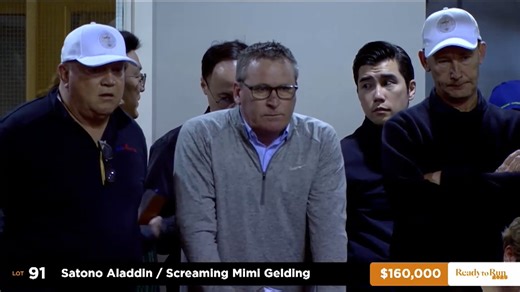 Lot 91 Satono Aladdin (JPN) ‐ Screaming Mimi (AUS) Bay Gelding