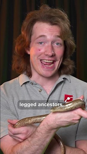 Legless Lizards: Evolution in Action