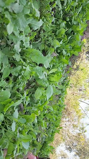 7.7K views · 208 reactions | Easy Rose drawing #reels #rose | Anju drawing | Facebook